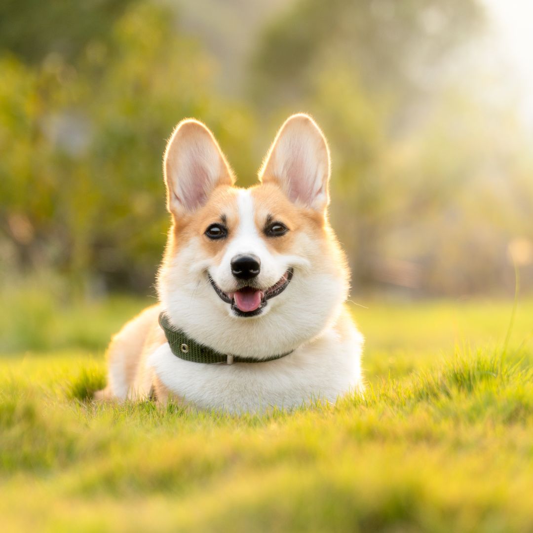 a dog sitting on the grass