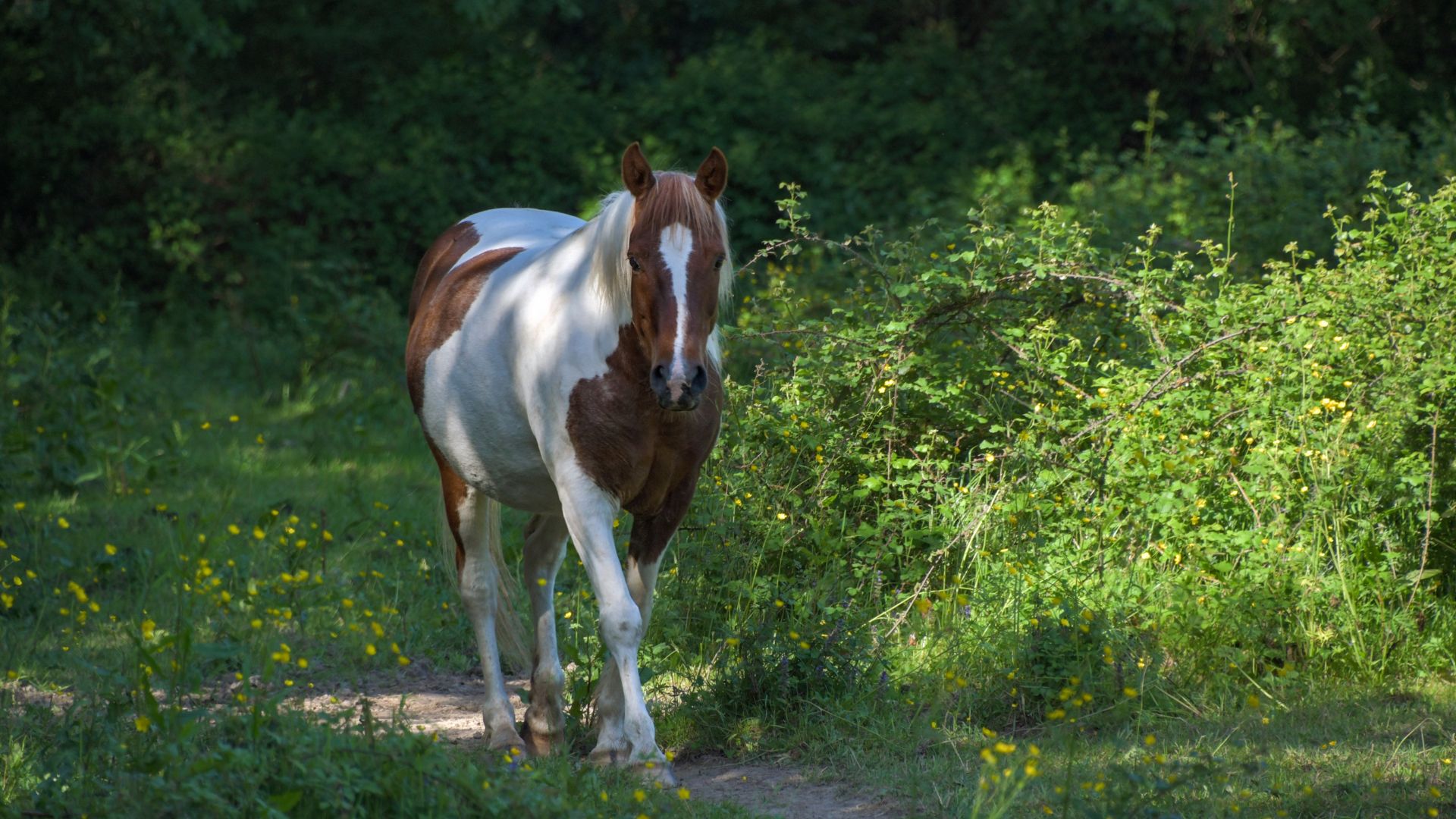 A horse standing in the grass