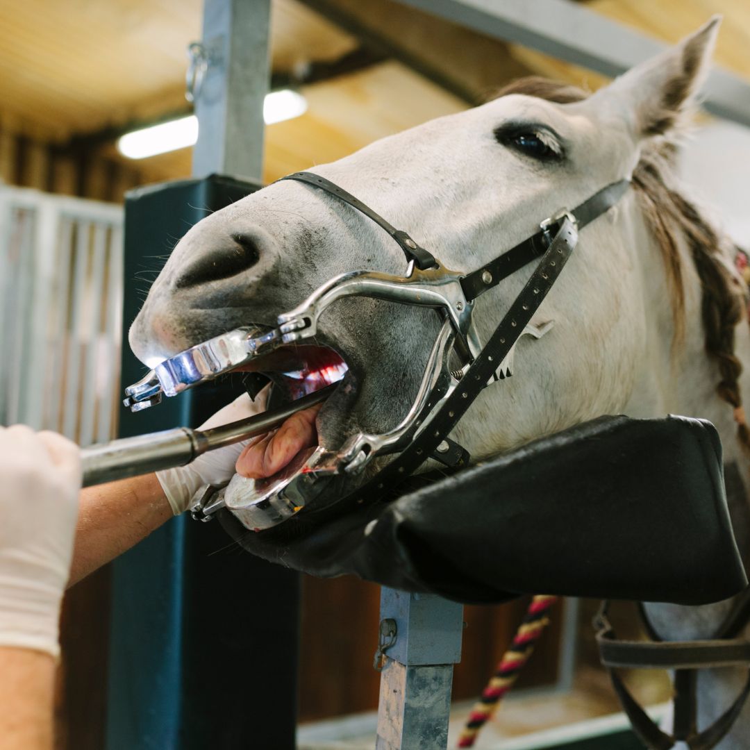 a veterinarian checking teeth of a horse