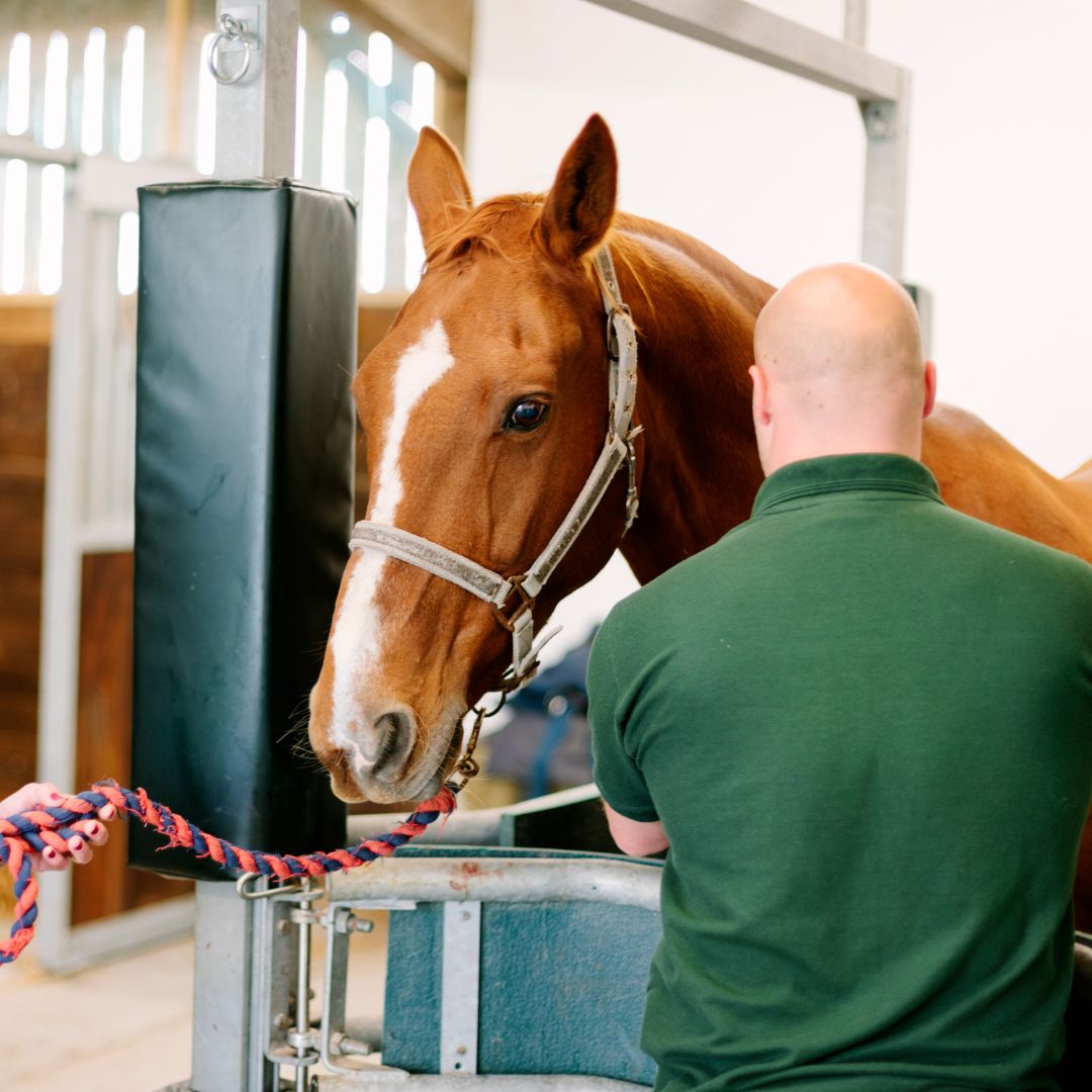 a veterinarian checking of a horse