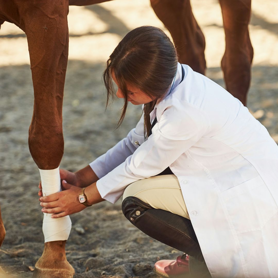 a horse bandage on a leg