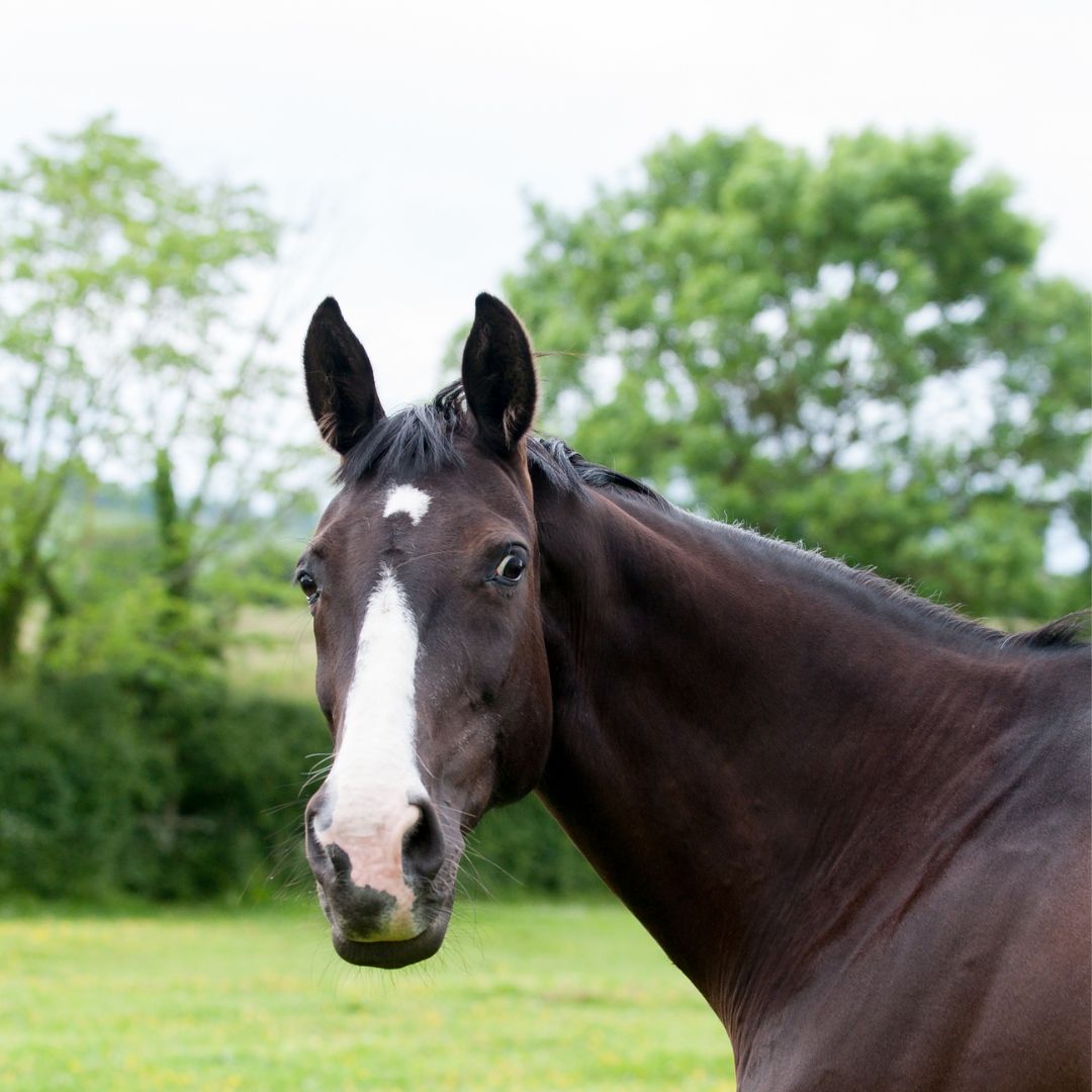 a horse looking at the camera