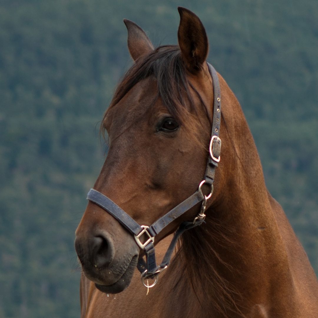 A horse with a bridle