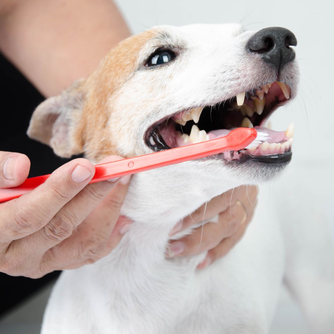 a vet cleaning the teeth of a dog