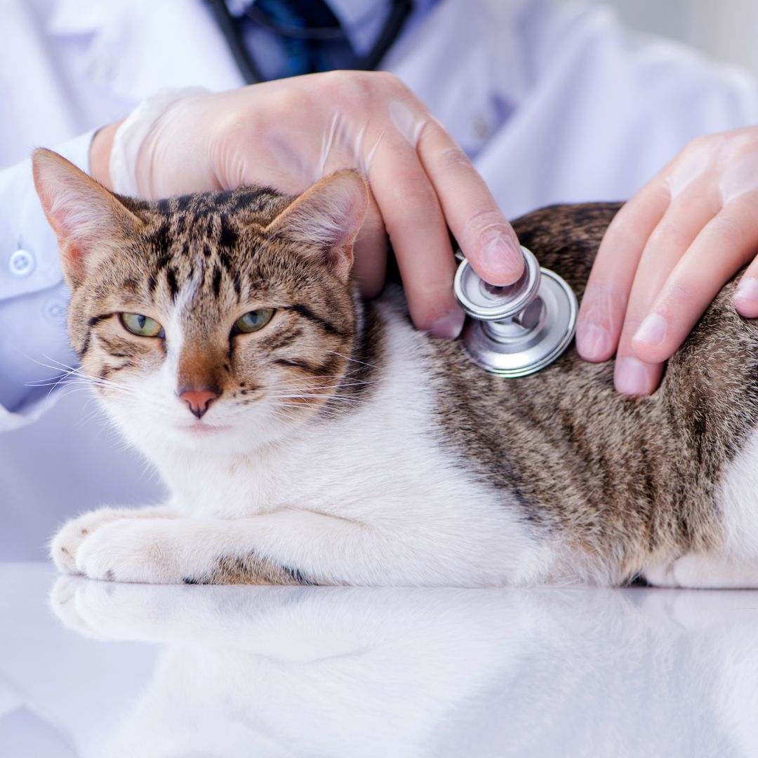 a vet checking heart of a cat