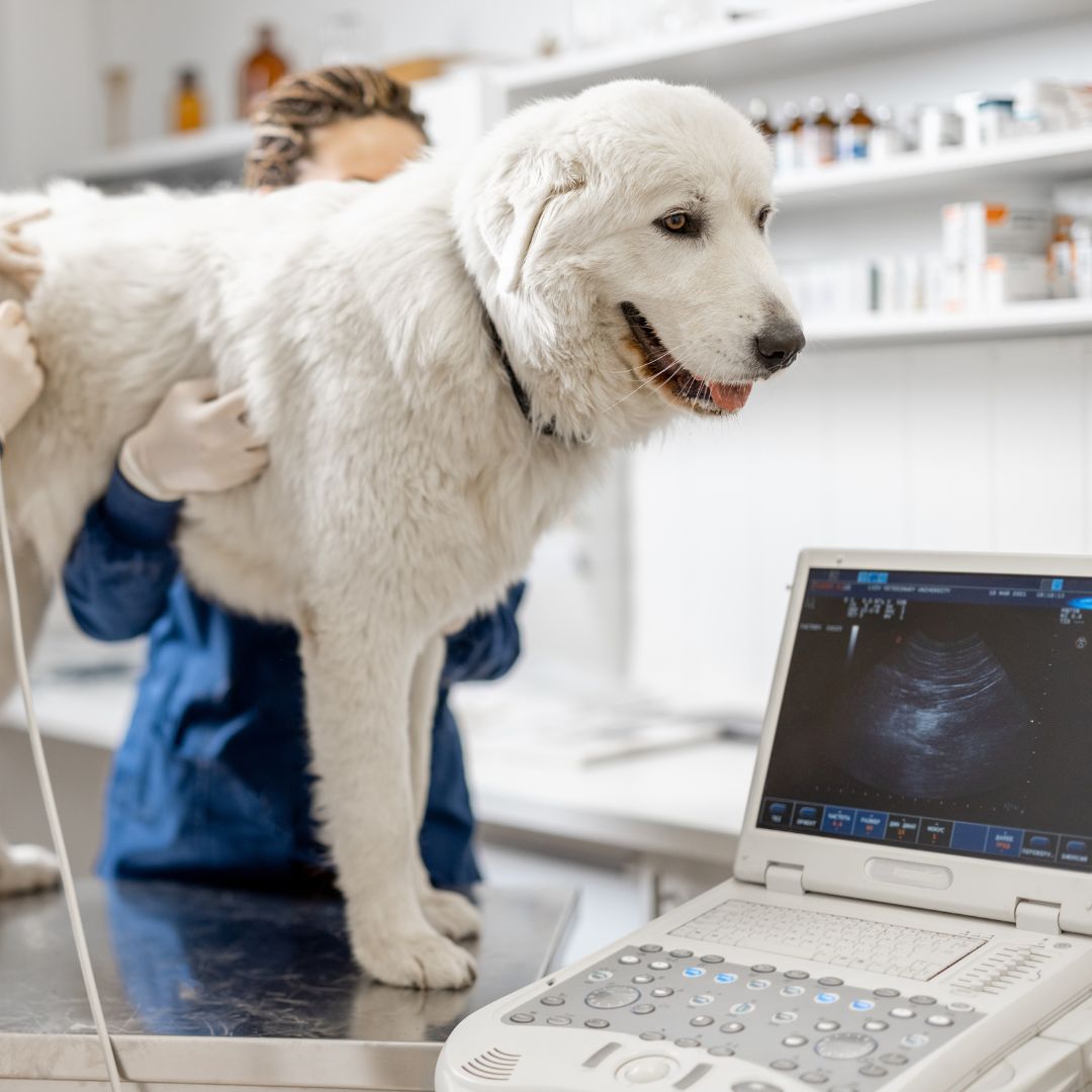 a veterinarian doing an ultrasound of a dog