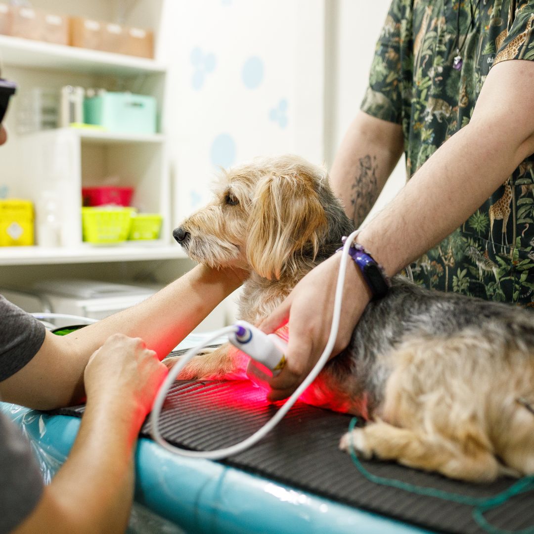 Dog having laser therapy