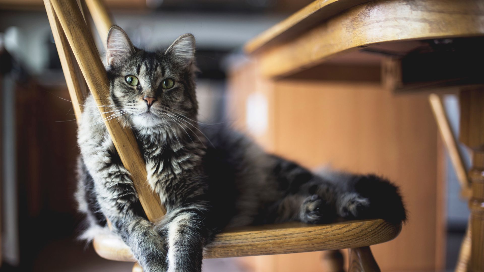 a cat lying on the chair