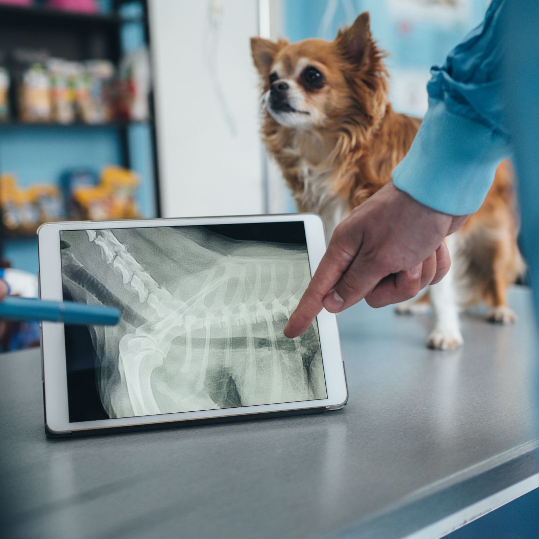 a veterinarian looking at the pet x-ray