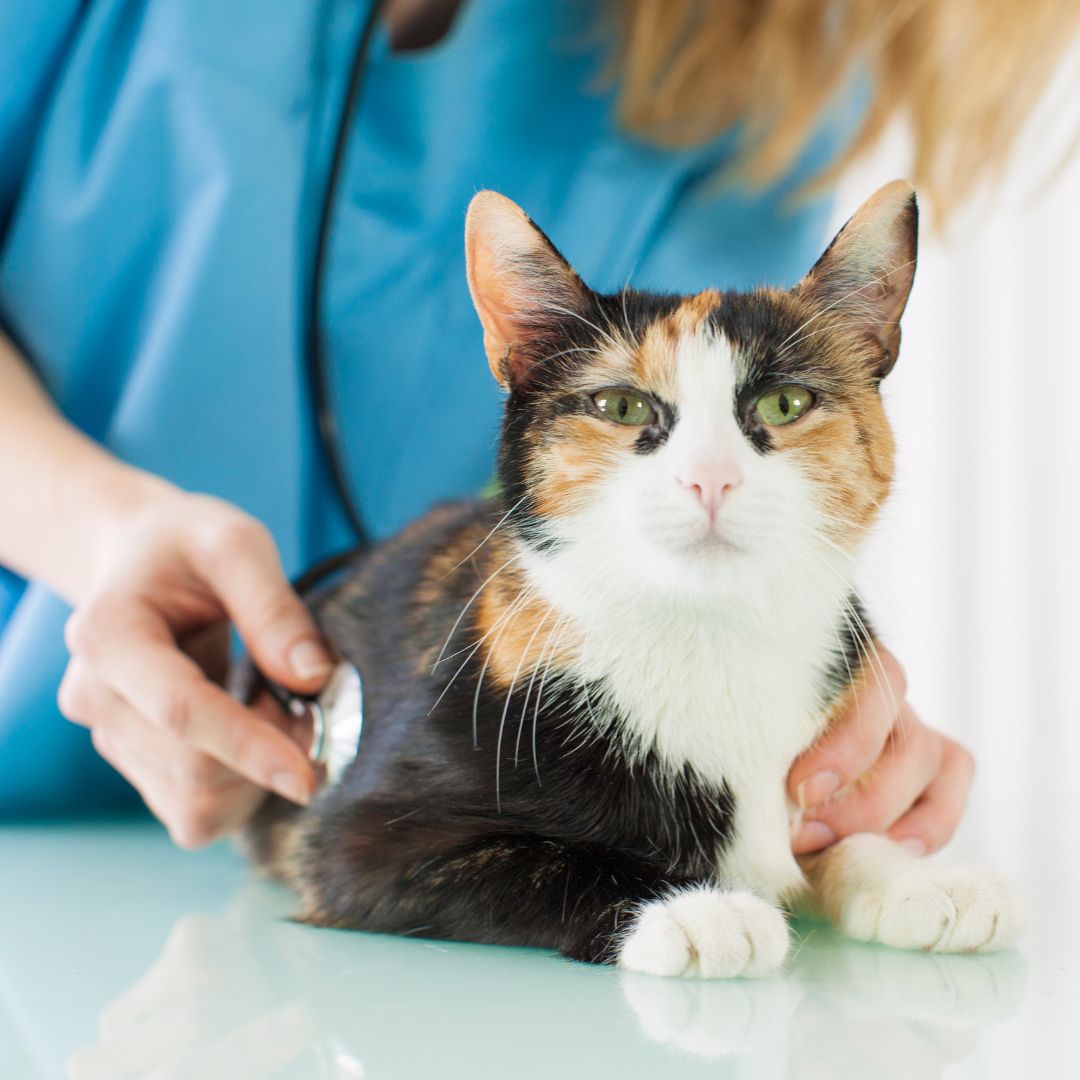 a veterinarian checking heart of a cat