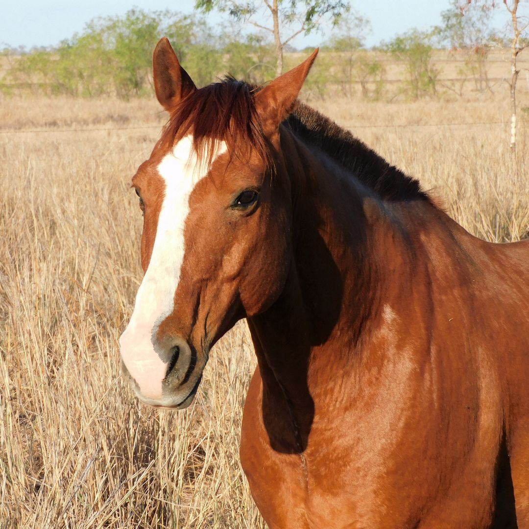 a horse standing in the field