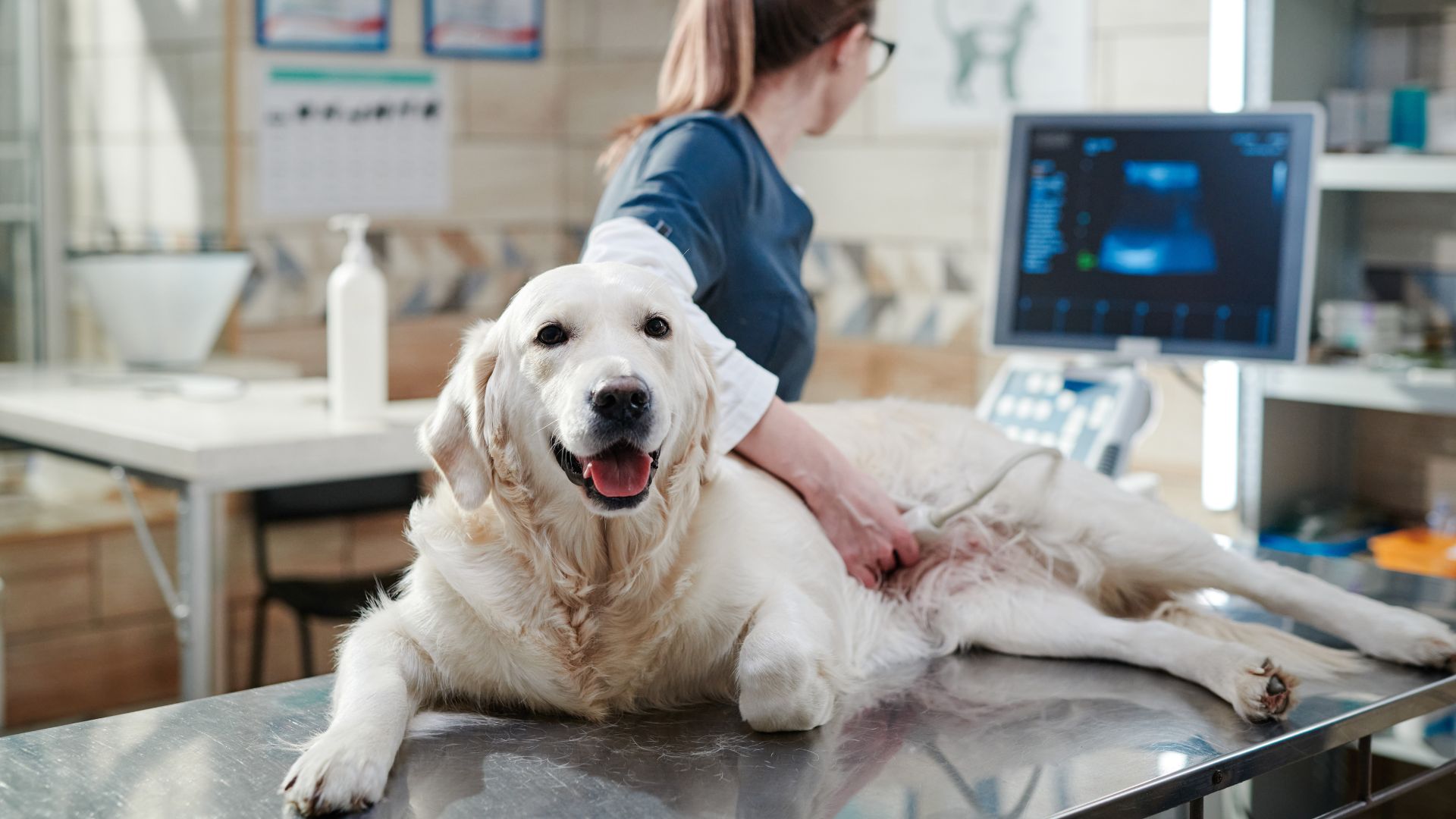 a vet performing an ultrasound scan on dog