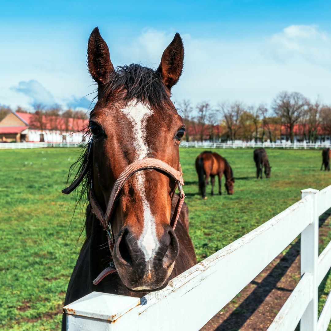 A majestic horse stands proudly in a lush green field