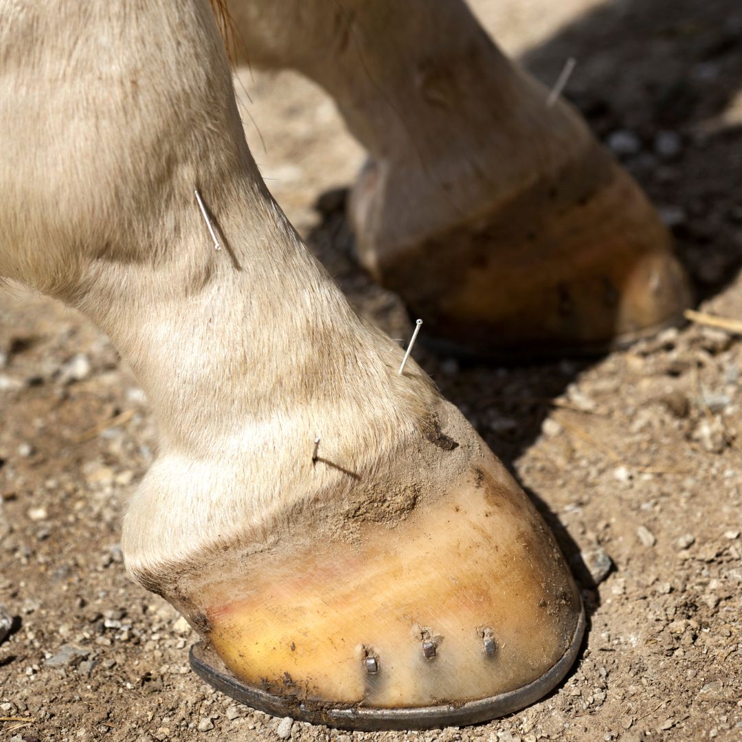 Acupuncture Needles in an Equine Leg