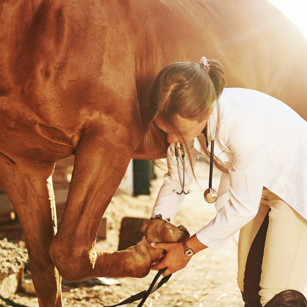 a veterinarian checking paw of a horse