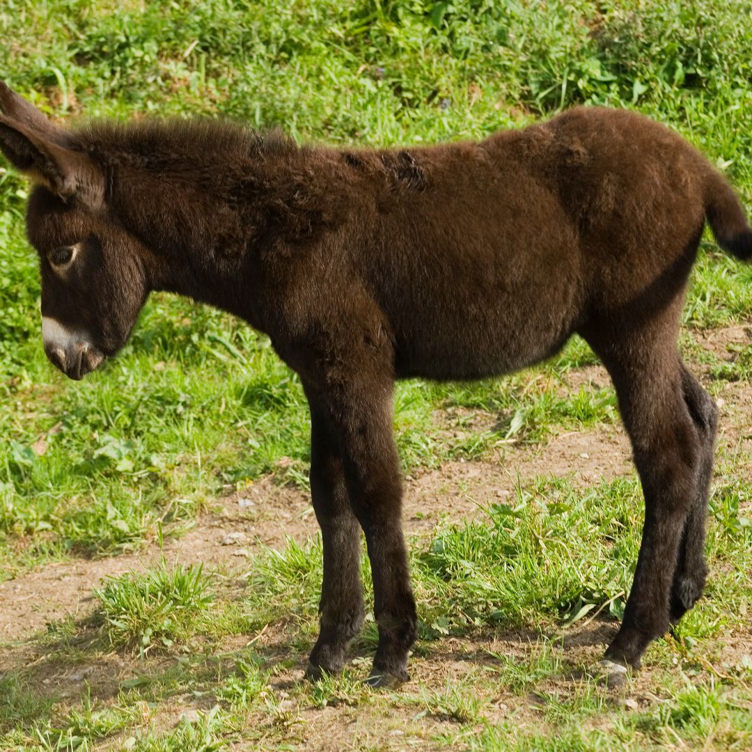 A small brown donkey standing in the grass, looking calm and content.