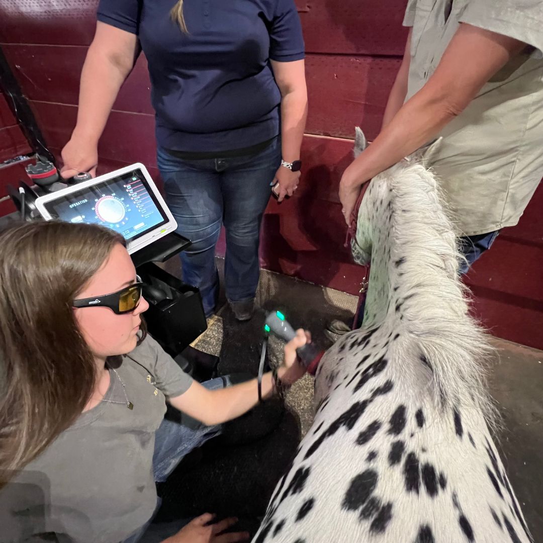 Equine Laser Therapy