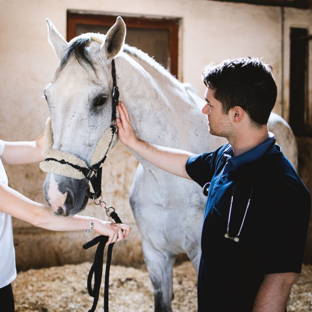 Vet checking horse's health