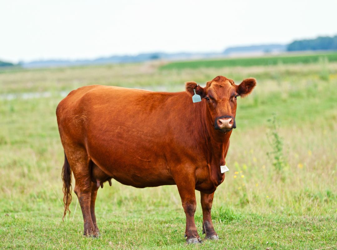 Brown cow standing in grassy field