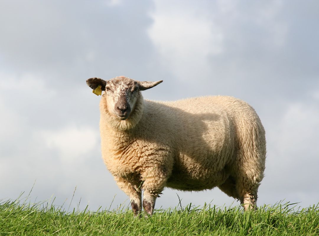 A sheep standing in a grassy field