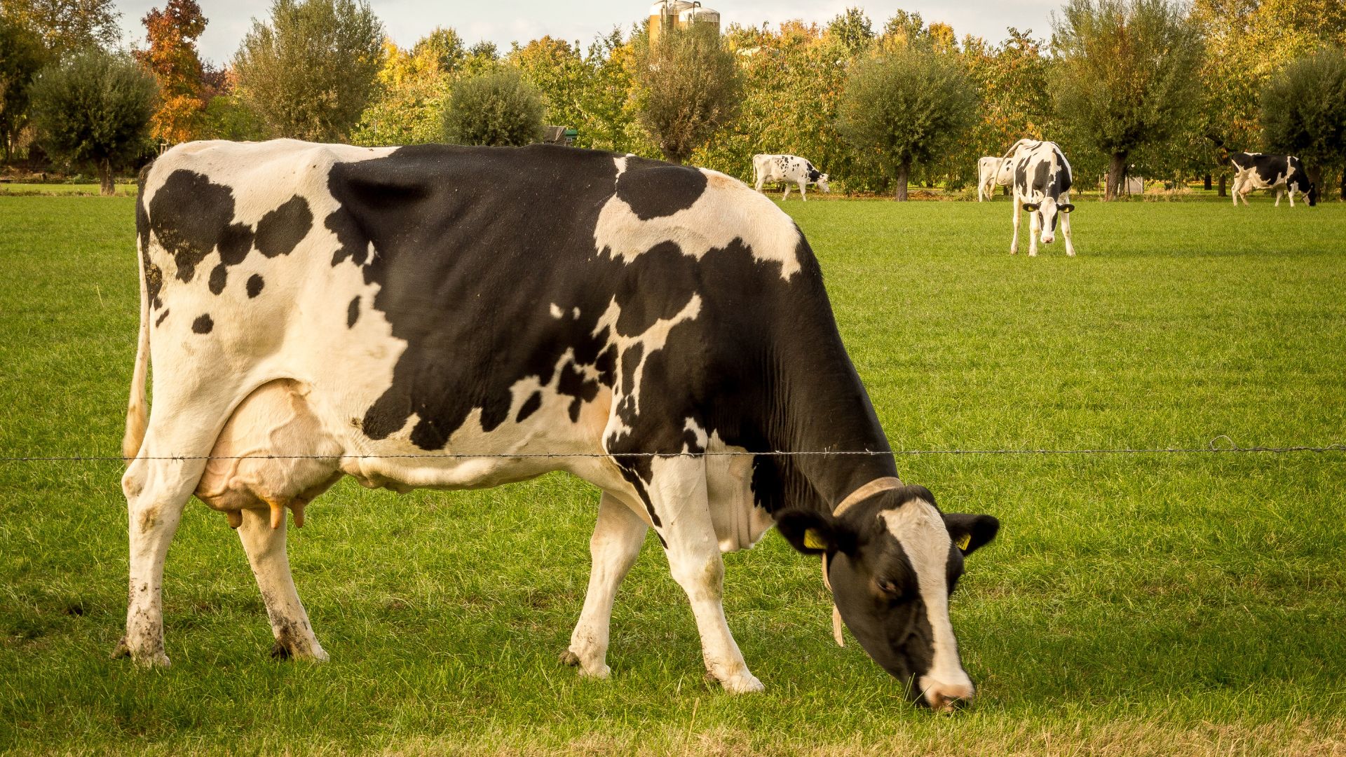 cow calmly feeding on grass