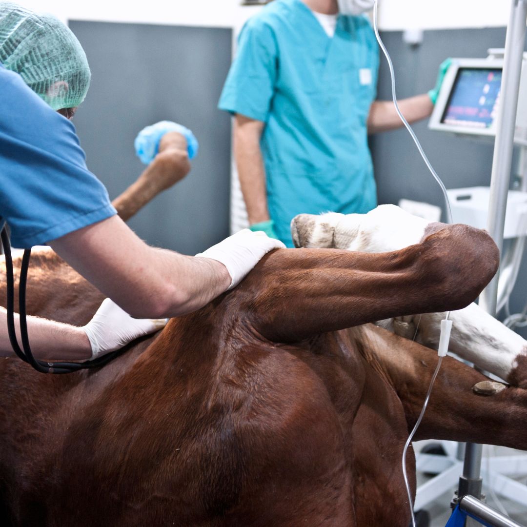 horse surgery