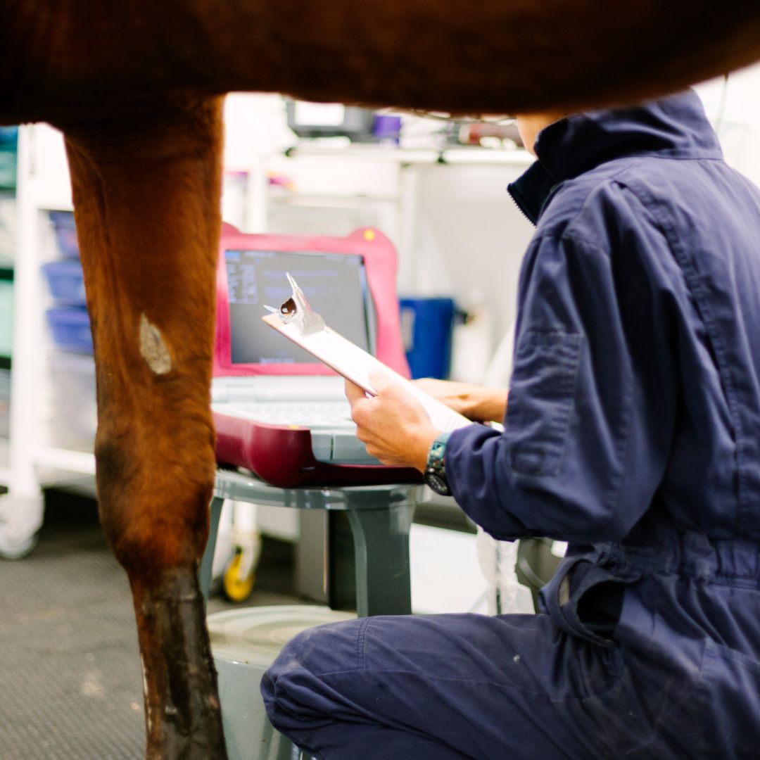 horse ultrasound exam