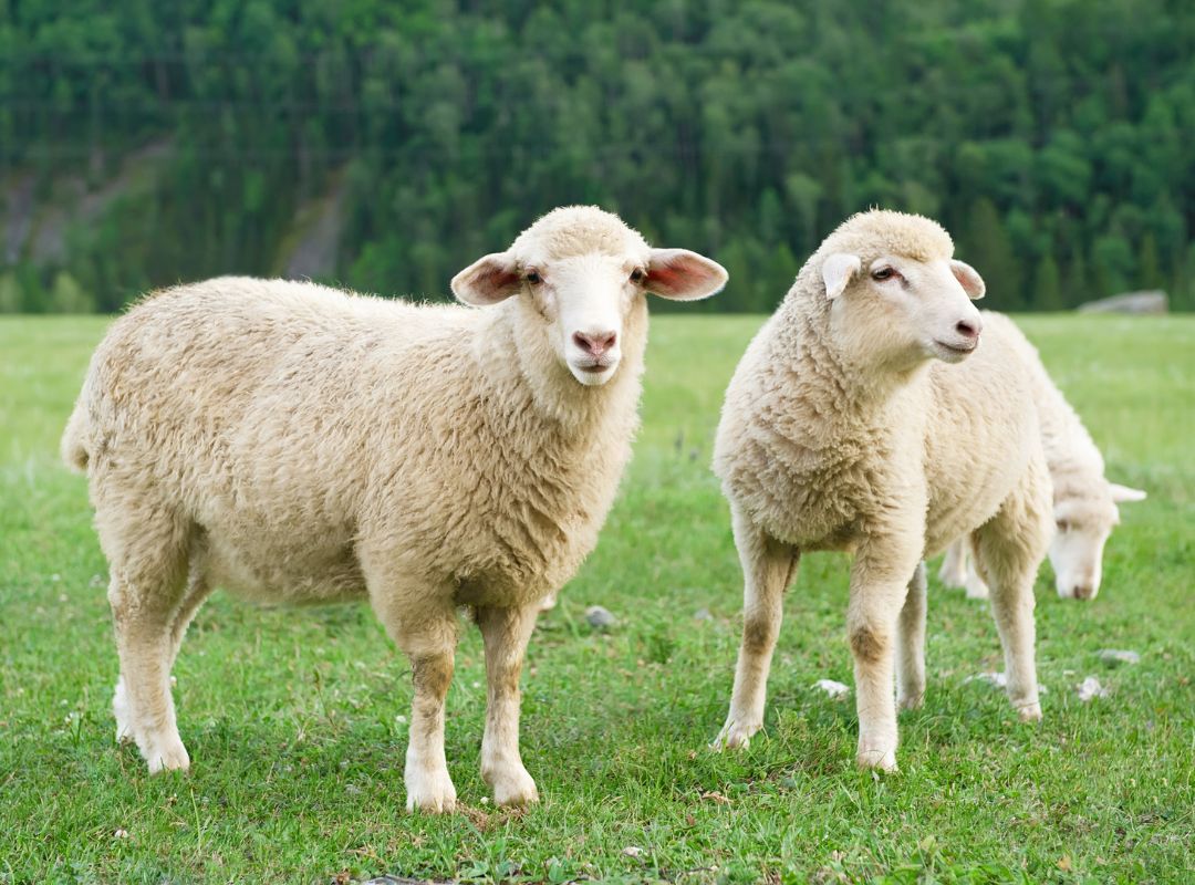 Two sheep grazing in a grassy field