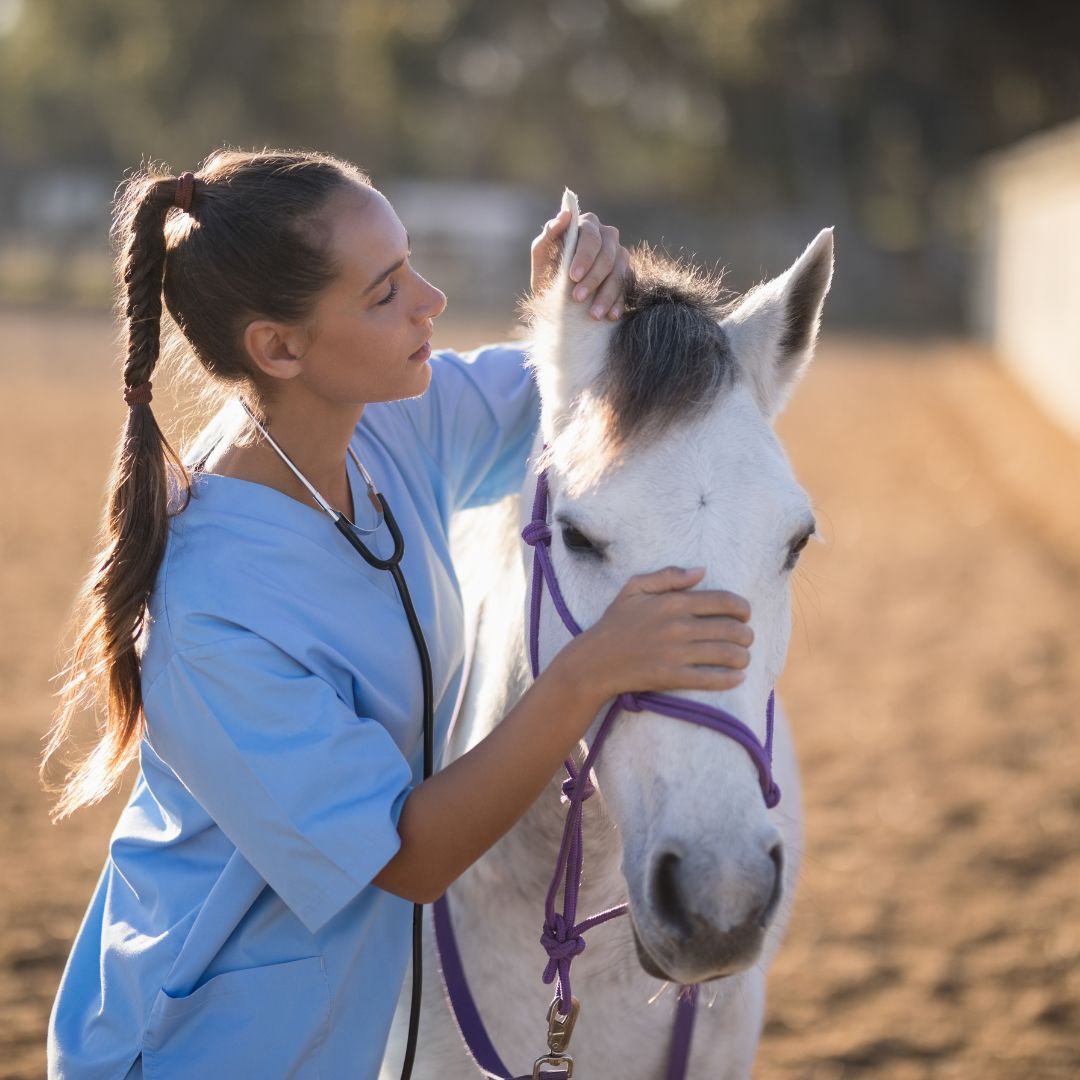 vet looking in the ears of a horse