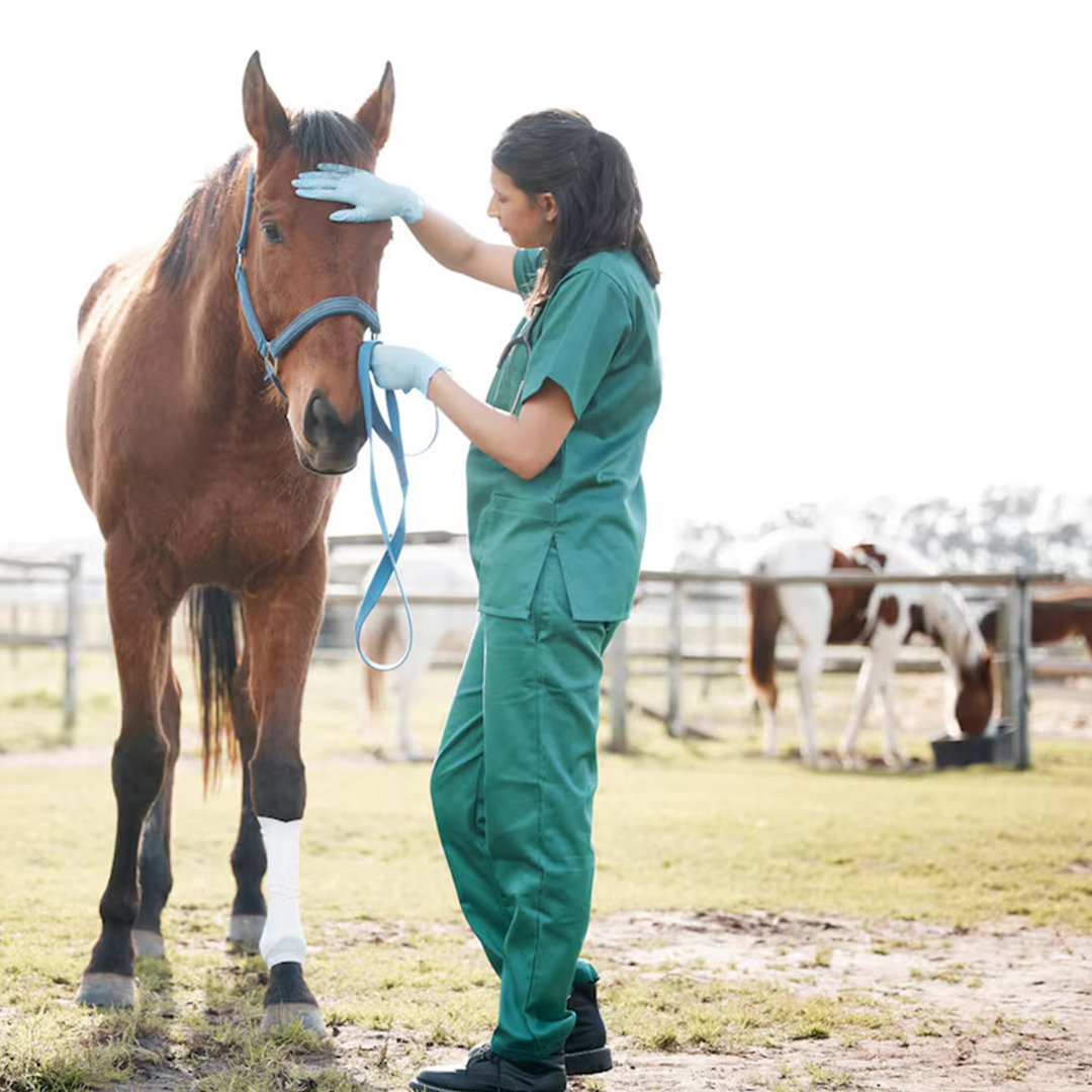 Vet examining a horse head