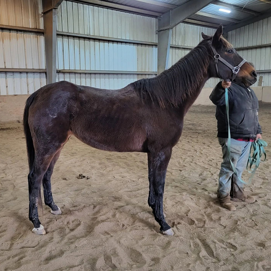 horse standing a sand