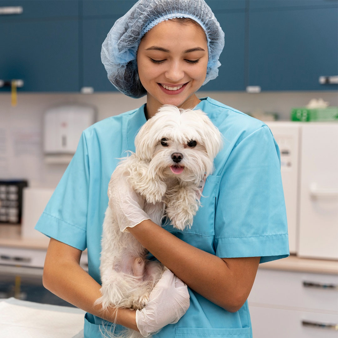 vet take care of pet